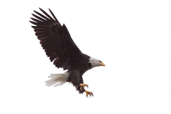 Kartal pençe'nın ve geniş açık kanatlar