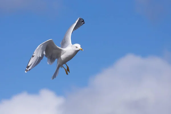 Ring-billed Gull Parachutes from Sky — Stock Photo, Image