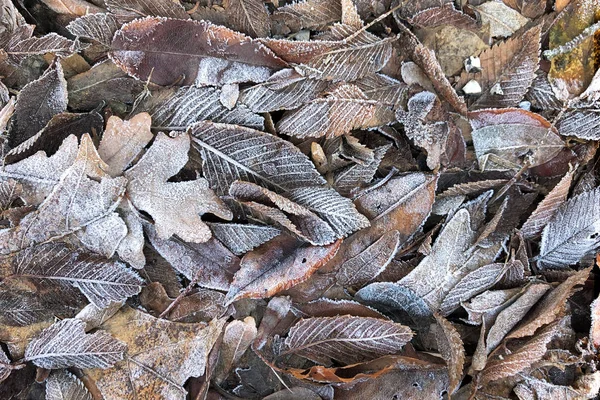 Frosted dry autumn leaves. Winter season background. — Stock Photo, Image