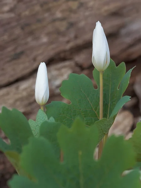 Dwa kwiaty Bloodroot gotowy do Open Obraz Stockowy