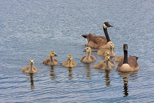 Floating Family of Canada Geese — Stock Photo, Image