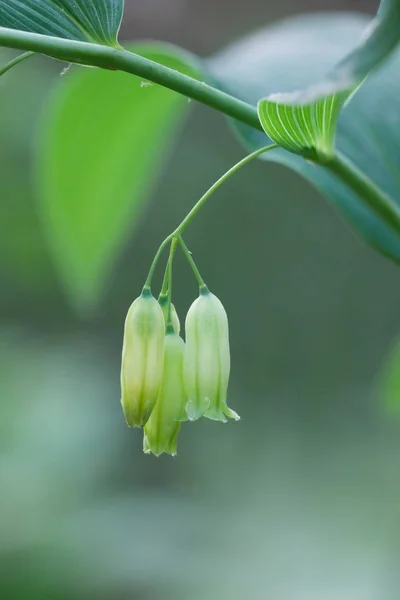 Delicately Hanging Solomon's Seal Buds — Stock Photo, Image