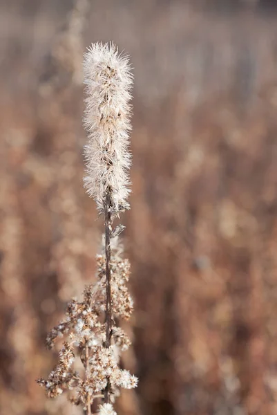 Blazing Star in an Autumn Prairie — Stock Photo, Image