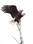 Schwingen Krallen Haken ein Adler auf einem Baum