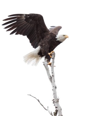 Wings Up Talons Hooked  an Eagle on Top of  a Tree clipart