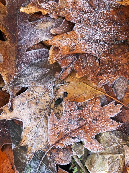 Frosted dry autumn leaves. Winter seasonal background. — Stock Photo, Image