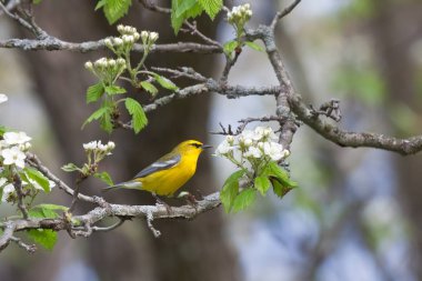 Glowing Golden Blue-winged Warbler clipart