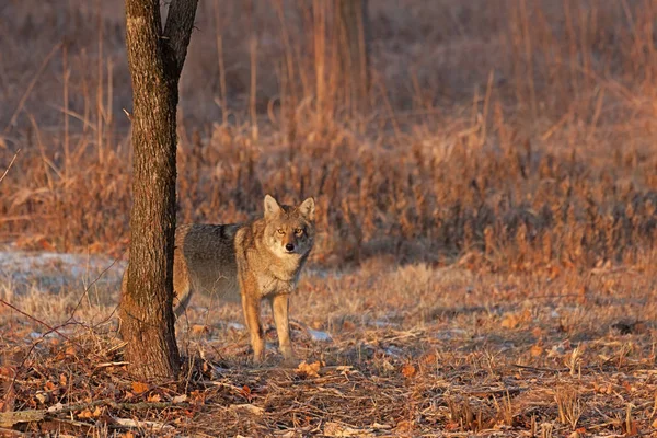 Coyote Sunrise Staredown — Zdjęcie stockowe