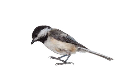 Black-capped Chickadee on White clipart
