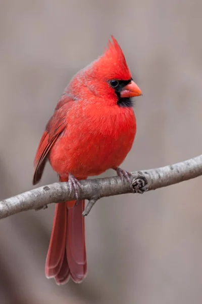 Northern Cardinal with Tufted Crest — Stock Photo, Image