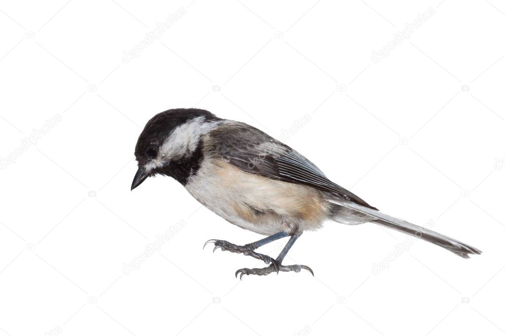 Black-capped Chickadee on White