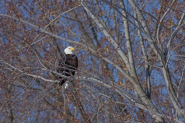 Bald Eagle at Rest — Stock Photo, Image