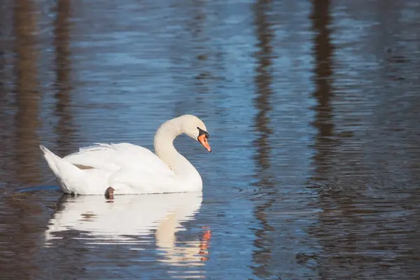 Cisne mudo em uma manhã Nadar — Fotografia de Stock