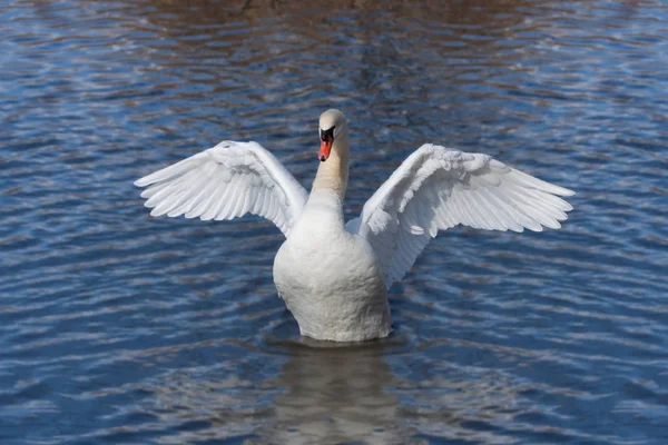 Angelic Swan Spreads its Wings — Stock Photo, Image