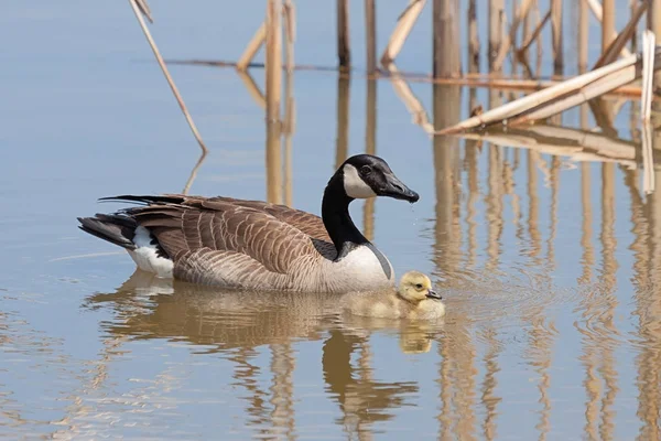 Mutter Gans und ihr Baby — Stockfoto