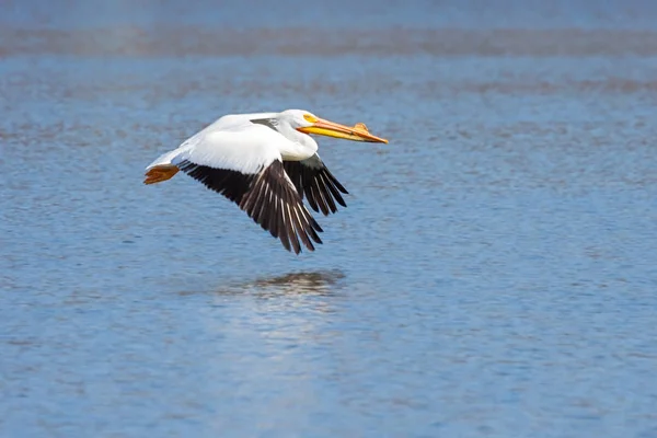 Pelicano voa acima da água azul — Fotografia de Stock