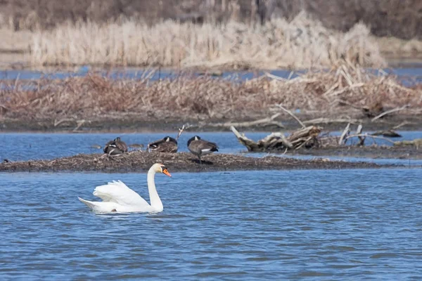 Knölsvan i en fredlig flottör — Stockfoto