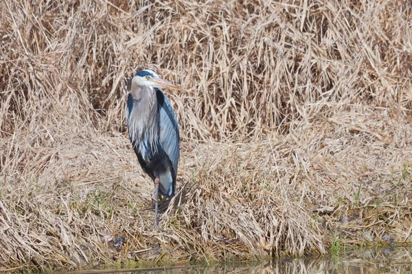 Großer blauer Reiher in Bulrush — Stockfoto