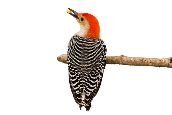 Stripes of a Red-bellied Woodpecker — Stok Foto
