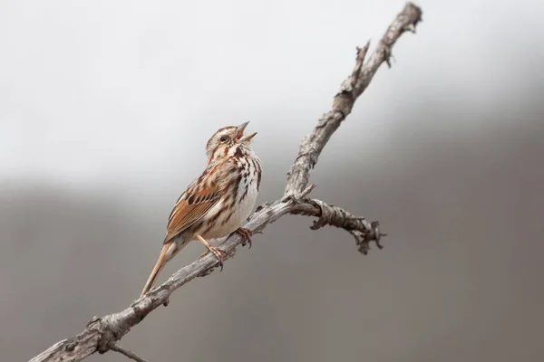 Song Sparrow Sings a Song — Stock Photo, Image