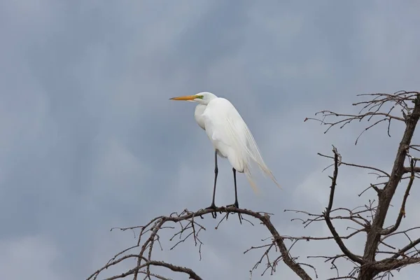 Velký Egret větrem — Stock fotografie