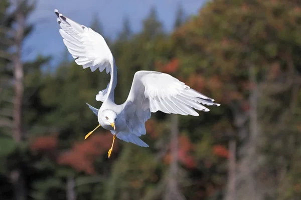 Engelsflügel im Wald — Stockfoto