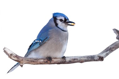 Bluejays Mısır bir Niblet yiyor