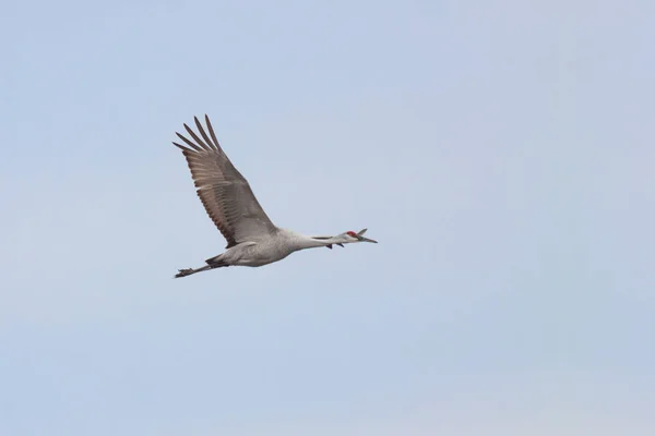 A Sandhill Cranes voa no céu — Fotografia de Stock