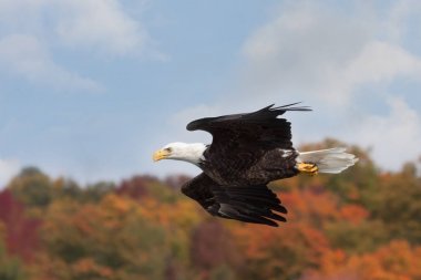 Kartal Sonbahar Treetops Üzerinde Süzülür