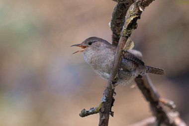Bir Dal üzerinde Singing House Wren