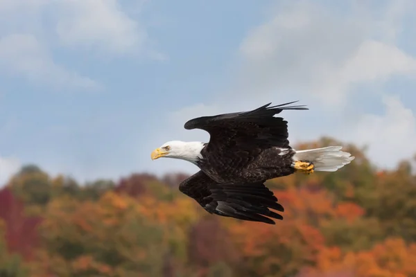 Aquila scivola sopra le cime degli alberi d'autunno — Foto Stock