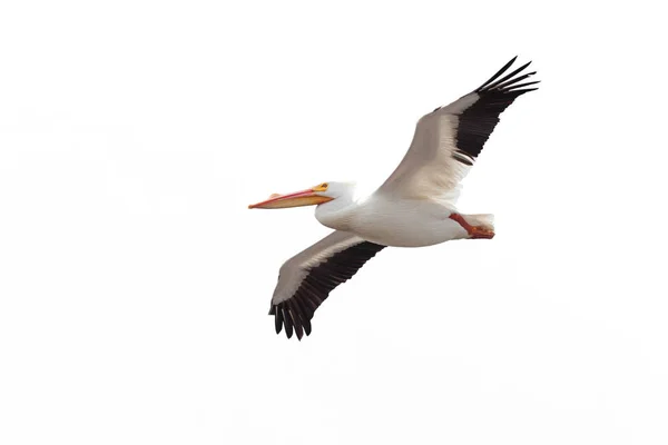 Pelicano deriva através do céu — Fotografia de Stock