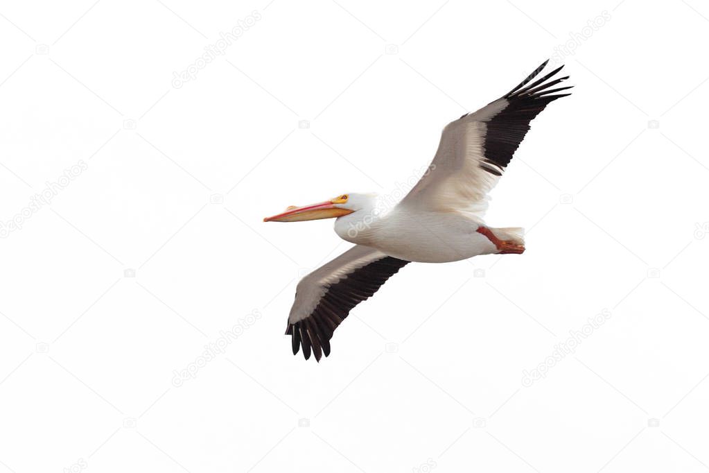 Pelican Drifts Across the Sky