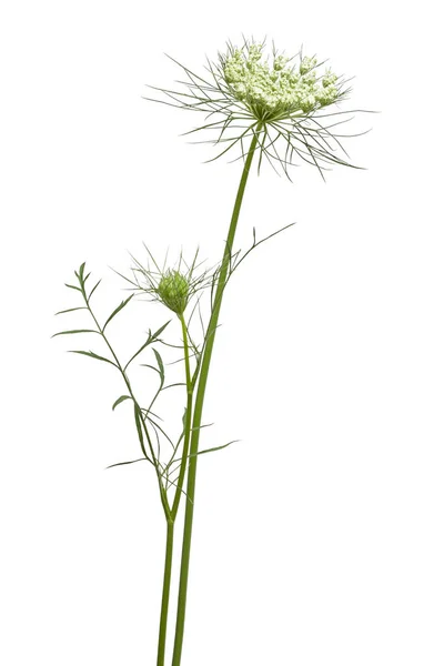 Queen Annes Lace on White — Stock Photo, Image