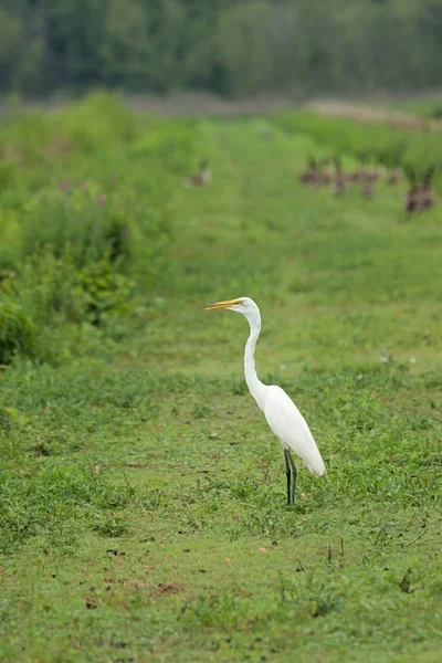 Grande Egret no Levee — Fotografia de Stock
