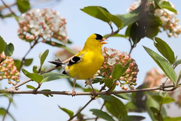 Brilliant Colored Goldfinch Sings Song Blossoming Viburnum Bush — Stock Photo, Image