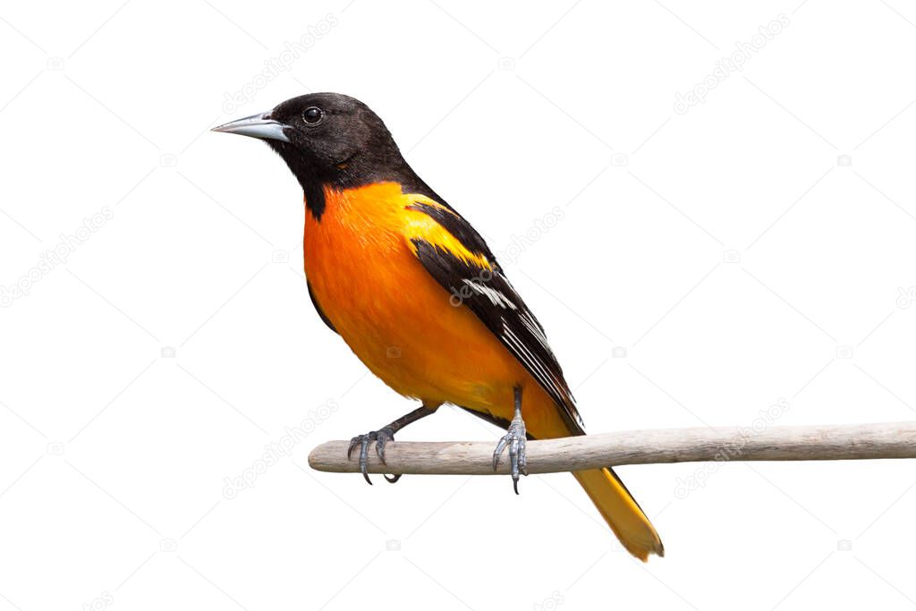 A baltimore oriole isolated on a white background.