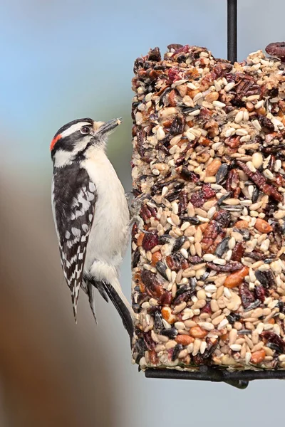 Downy Woodpecker Clutches Cylinder Seed Feeder Pecking Away Cranberries Safflower — Stock Photo, Image