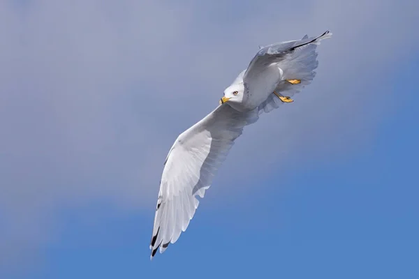 Positioned Attack Sky Stealth Ring Billed Gull Aims Itself Its — Stock Photo, Image