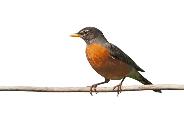 Perfil Robin Empoleirado Ramo Seu Peito Laranja Brilhante Proeminentemente Exibido — Fotografia de Stock