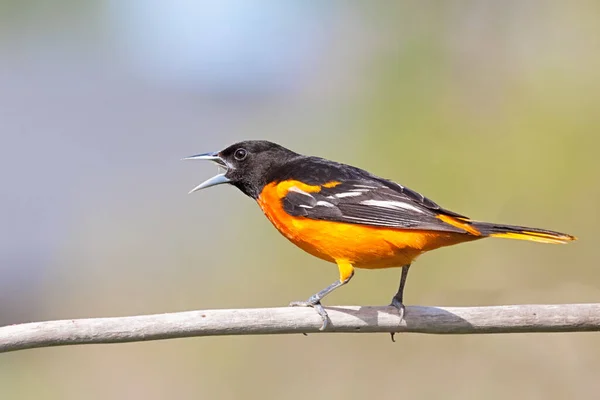 Bir Baltimore Oriole, gagası açık bir şekilde bir dala tünemiş bir şekilde cıvıldar..