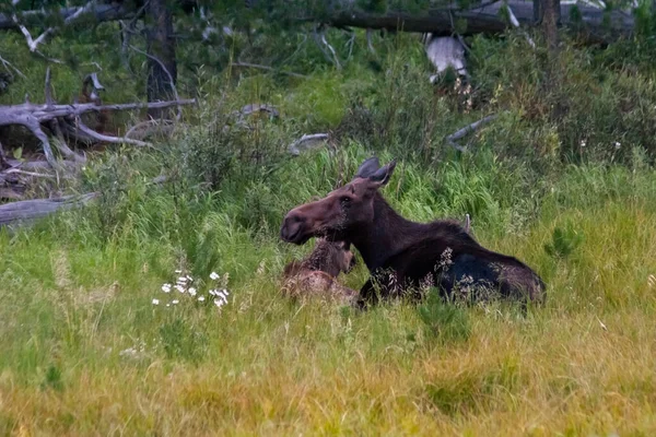 一只麋鹿在田里休息 它的小腿在下面 附近有一束野花 — 图库照片