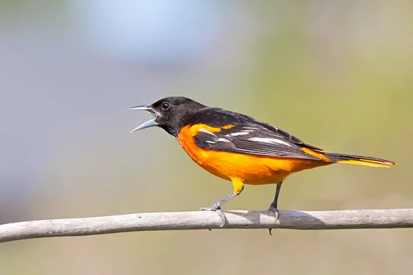 Its Beak Wide Open Baltimore Oriole Chirps Song While Perched Royalty Free Stock Images