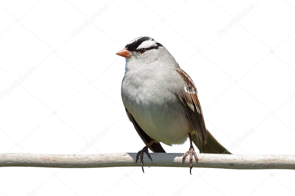 With very bold white and black stripes on its head, a white-crowned sparrow stands out against a white background.