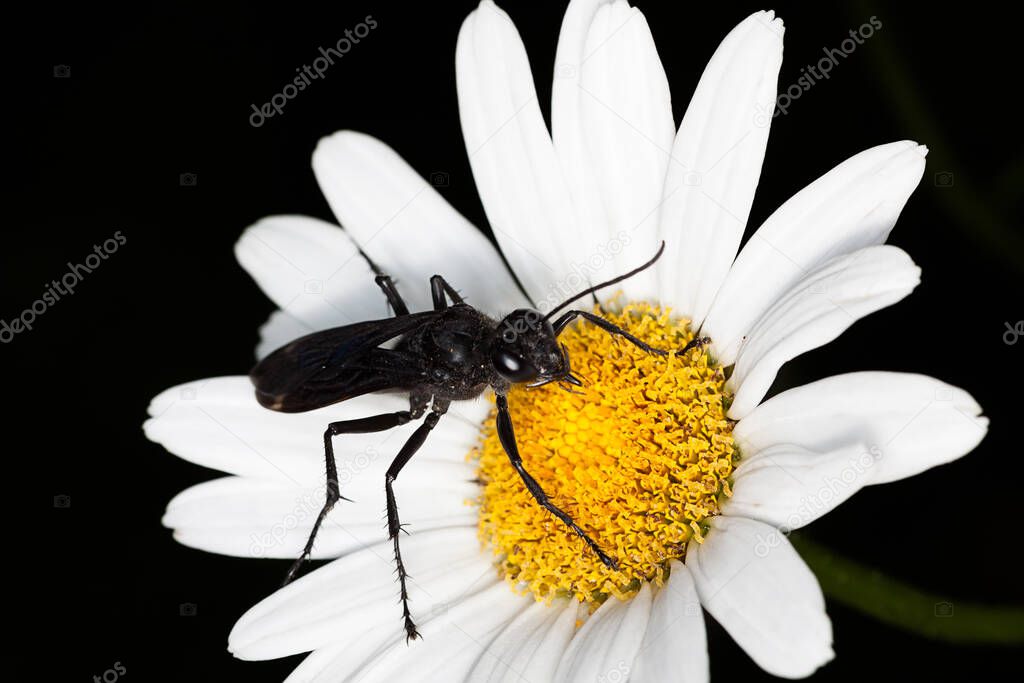 A great black wasp searches for necter on a shasta daisy. The white petals stand out on the black background.