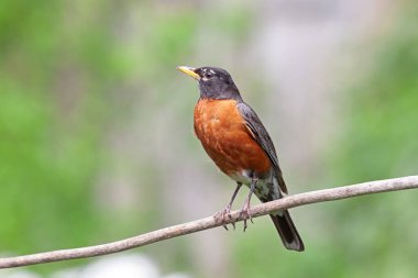 Parlak turuncu göbekli bir Amerikan bülbülü yeşil bir arka bahçeye bakıyor..