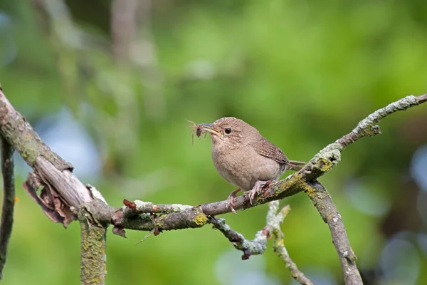 Wren Casa Prende Uma Aranha Seu Bico Quando Empoleirado Ramo — Fotografia de Stock