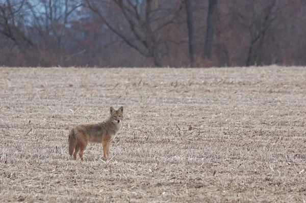 Coyote Solitario Está Parado Campo Maíz Recientemente Arado Antes Que —  Fotos de Stock