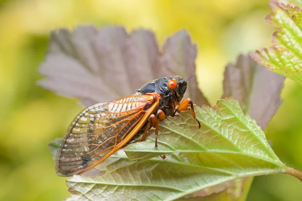 Recently Emerged Cicada Hangs Precarious Leaf — Stock Photo, Image