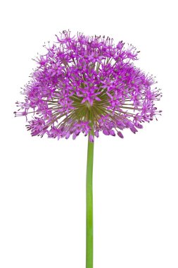 Yalnız bir alyumun mor çiçekleri beyaz bir arkaplanda göze çarpar..